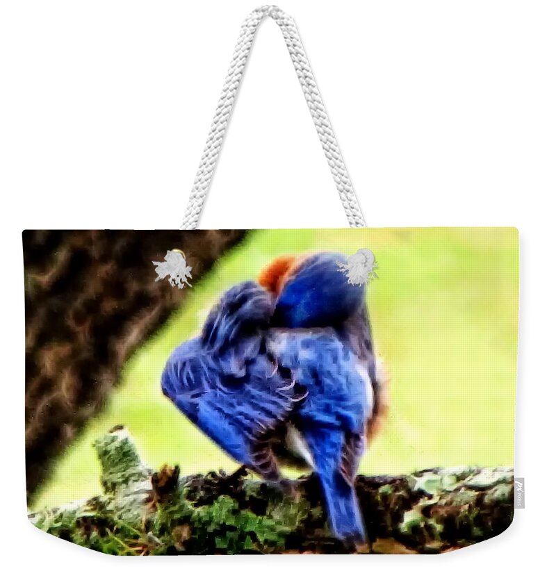 Bluebird Weekender Tote Bag featuring the photograph Sleepy Bluebird by Lucy VanSwearingen
