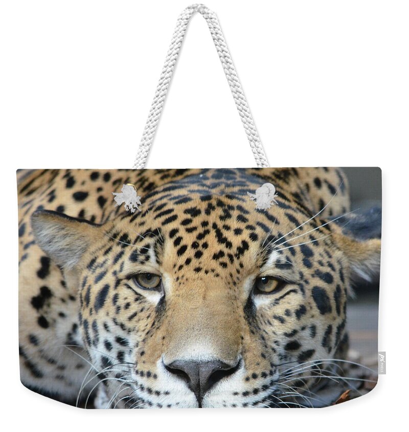 Jaguar Weekender Tote Bag featuring the photograph Sleepy Jaguar by Richard Bryce and Family