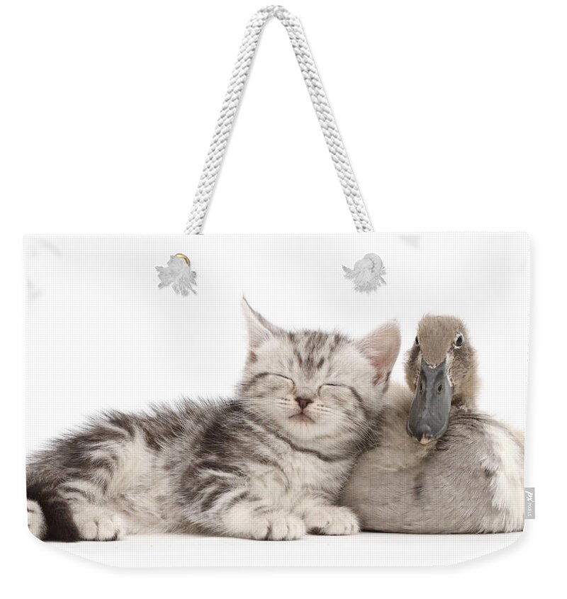 Animal Portait Weekender Tote Bag featuring the photograph Sleepy Silver Tabby Kitten With Indian by Mark Taylor