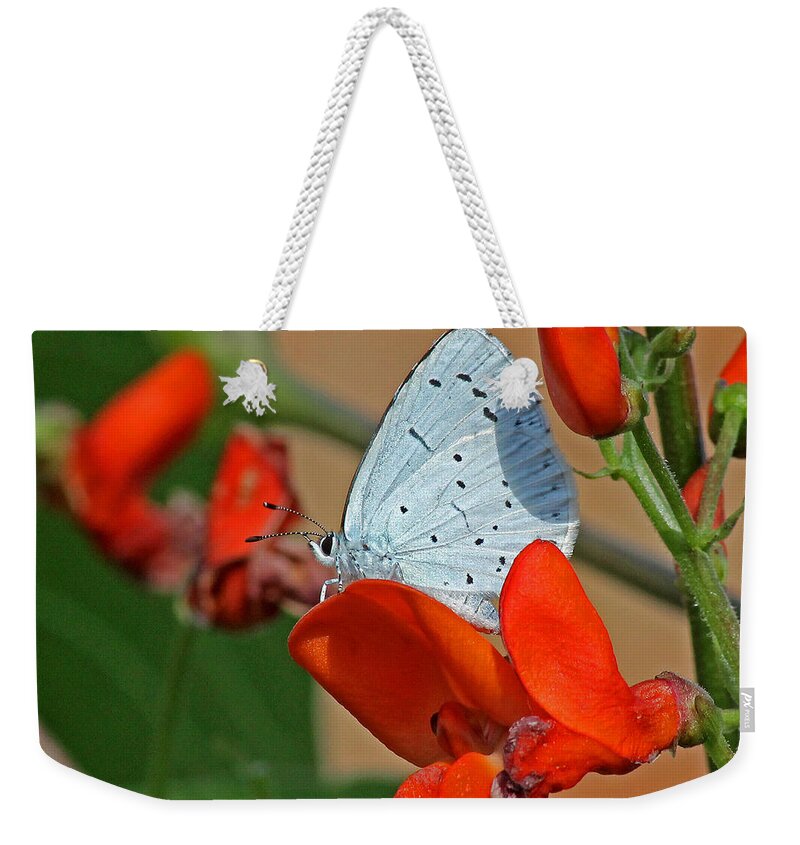 Blue Butterfly Weekender Tote Bag featuring the photograph Small Blue Butterfly by Tony Murtagh