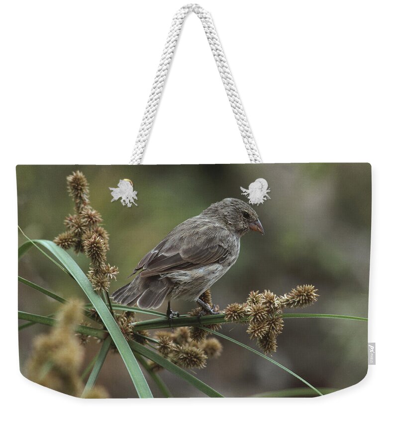 Feb0514 Weekender Tote Bag featuring the photograph Small Ground-finch Female Feeding by Tui De Roy