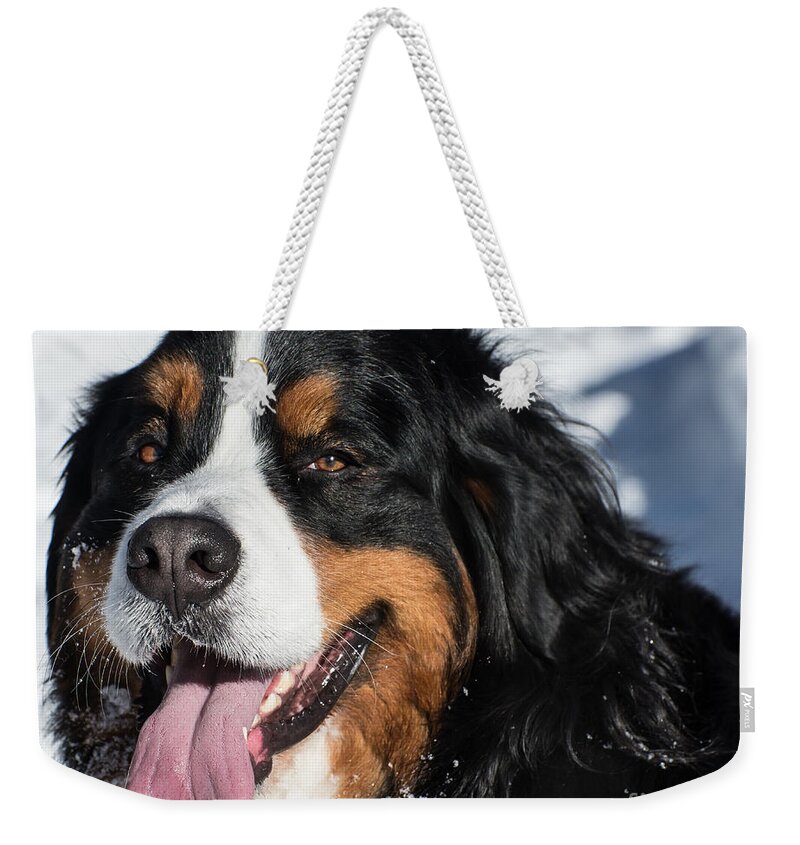 Bernese Weekender Tote Bag featuring the photograph Smiling Bernese Mountain Dog in Winter Snow by Gary Whitton