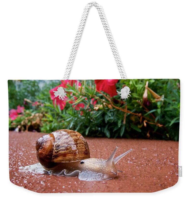 Rain Weekender Tote Bag featuring the photograph Snail in Motion by Mary Lee Dereske