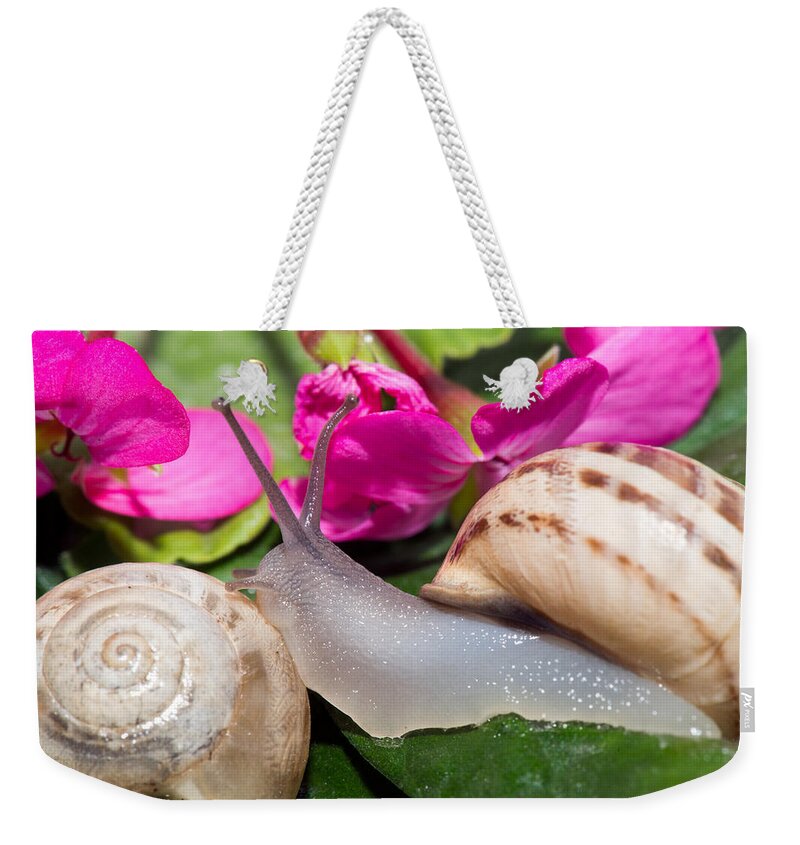 Animal Weekender Tote Bag featuring the photograph Snails by Roy Pedersen