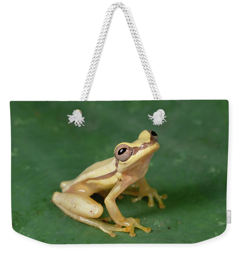 Feb0514 Weekender Tote Bag featuring the photograph Snouted Treefrog Galapagos by Mark Moffett