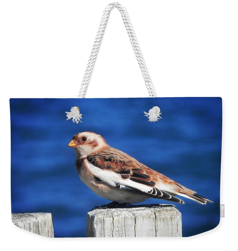 Snow Bunting Weekender Tote Bag featuring the photograph Snow Bunting by Zinvolle Art