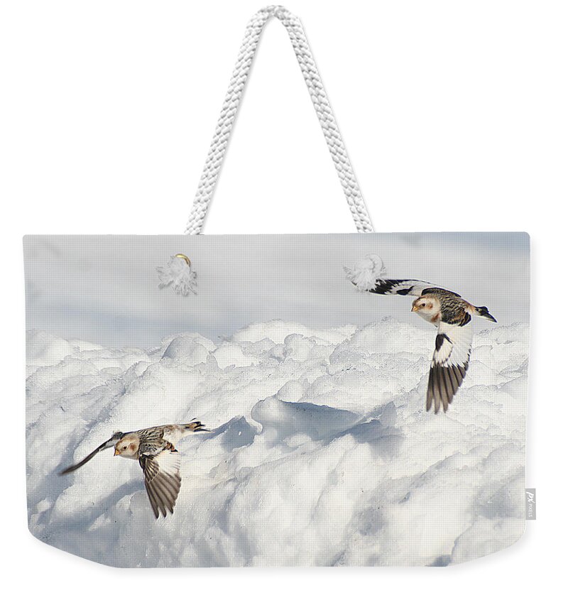 Wildlife Weekender Tote Bag featuring the photograph Snow Buntings in Flight by William Selander