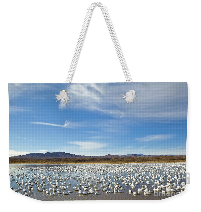 00536710 Weekender Tote Bag featuring the photograph Snow Geese Bosque Del Apache by Yva Momatiuk John Eastcott