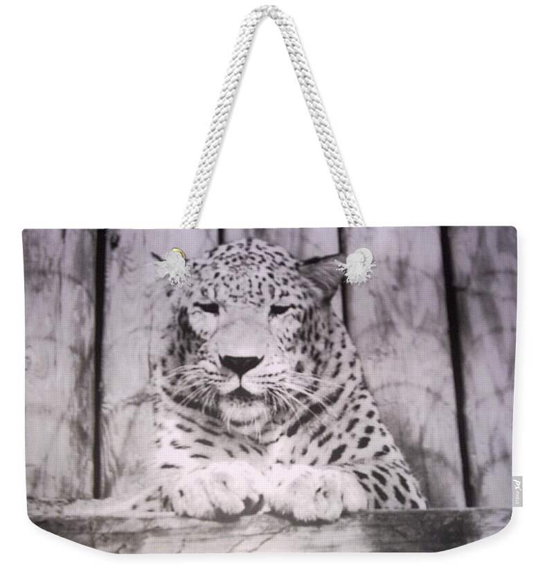 #snowleopard #white #spotted #florida #animalpark Weekender Tote Bag featuring the photograph White Snow Leopard Chillin by Belinda Lee