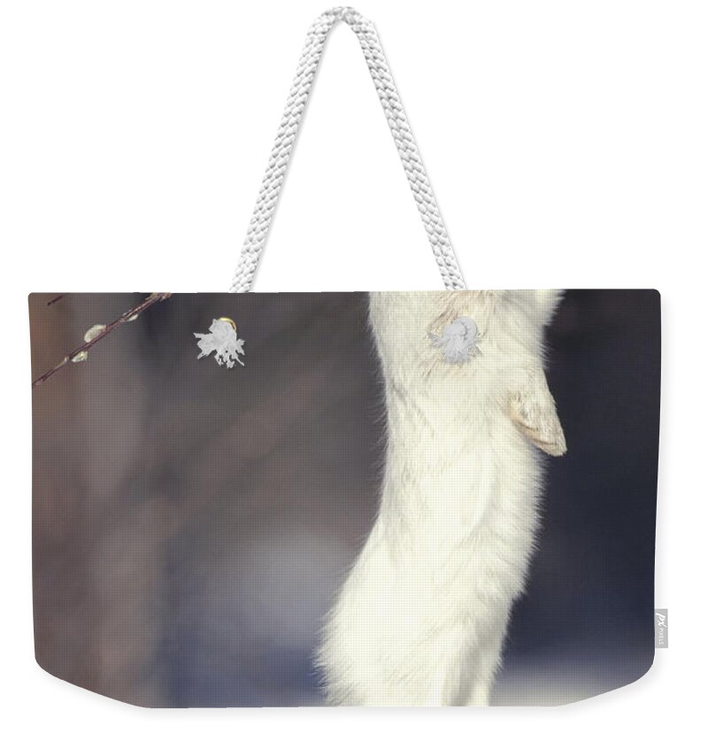 Feb0514 Weekender Tote Bag featuring the photograph Snowshoe Hare Feeding On Pussy Willow by Michael Quinton