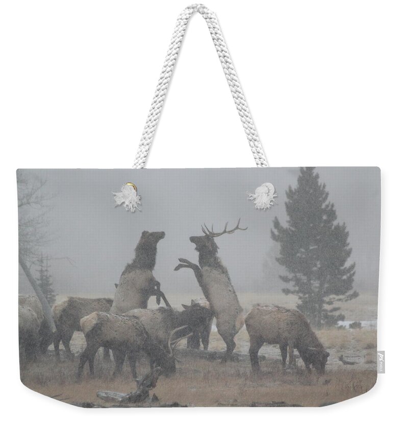 Elk Weekender Tote Bag featuring the photograph Snowy Battle by Shane Bechler
