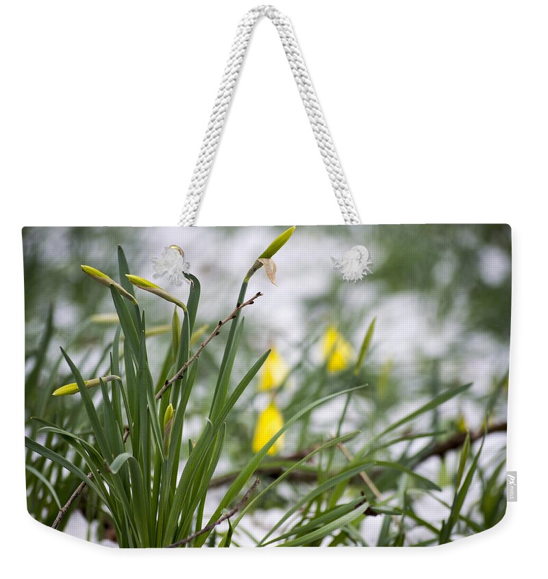 Daffodils Weekender Tote Bag featuring the photograph Snowy Daffodils by Spikey Mouse Photography