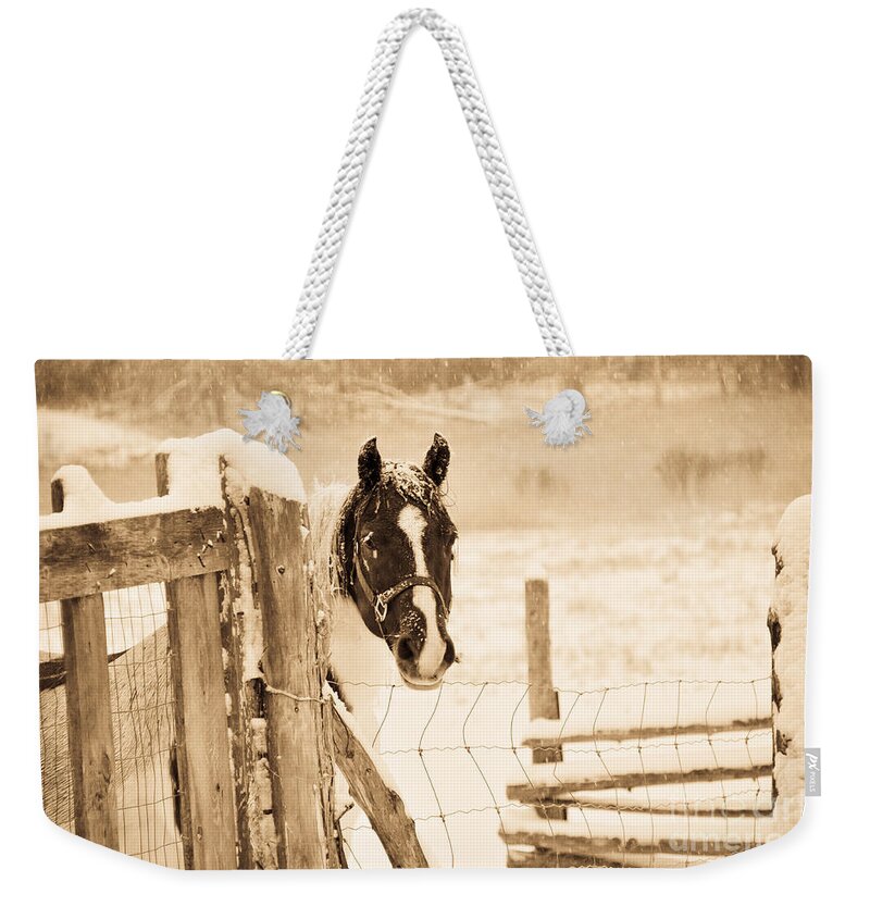 Horses Weekender Tote Bag featuring the photograph Snowy Horse by Cheryl Baxter