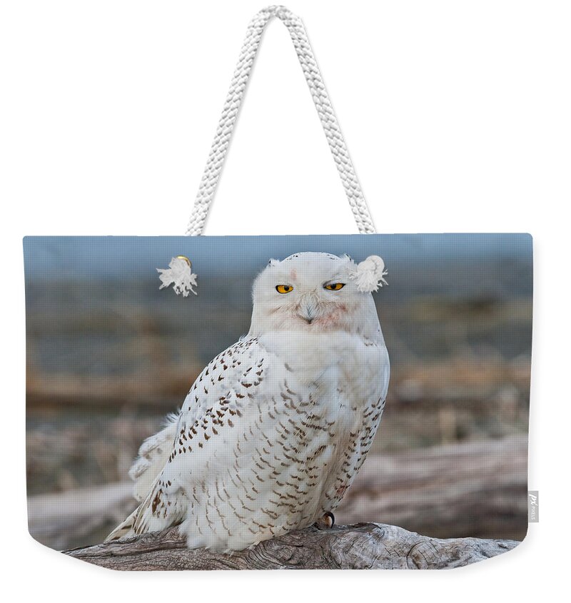Animal Weekender Tote Bag featuring the photograph Snowy Owl Watching from a Driftwood Perch by Jeff Goulden