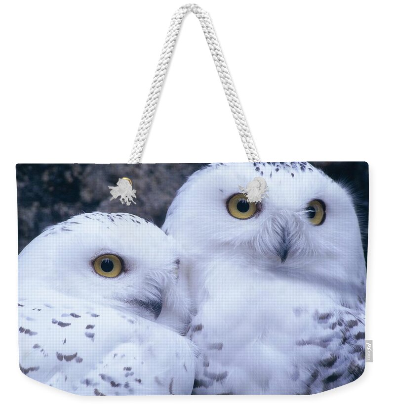 Snowy Owls Weekender Tote Bag featuring the photograph Snowy Owls by Paal Hermansen