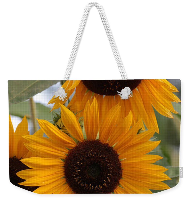 Choice of Colours. Sunflowers Cotton Shopping Bag 