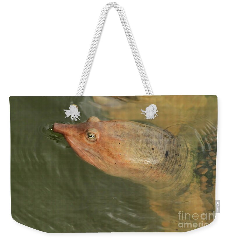 Turtle Weekender Tote Bag featuring the photograph Soft Shell by Deborah Benoit
