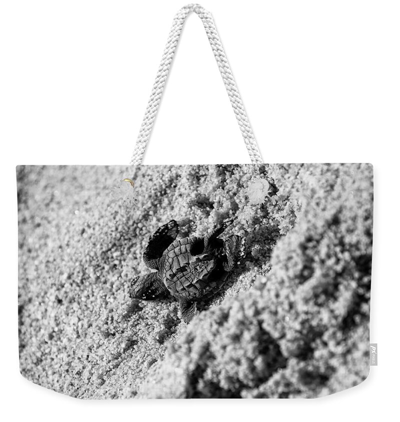 Baby Loggerhead Weekender Tote Bag featuring the photograph Sometimes We Fall by Sebastian Musial