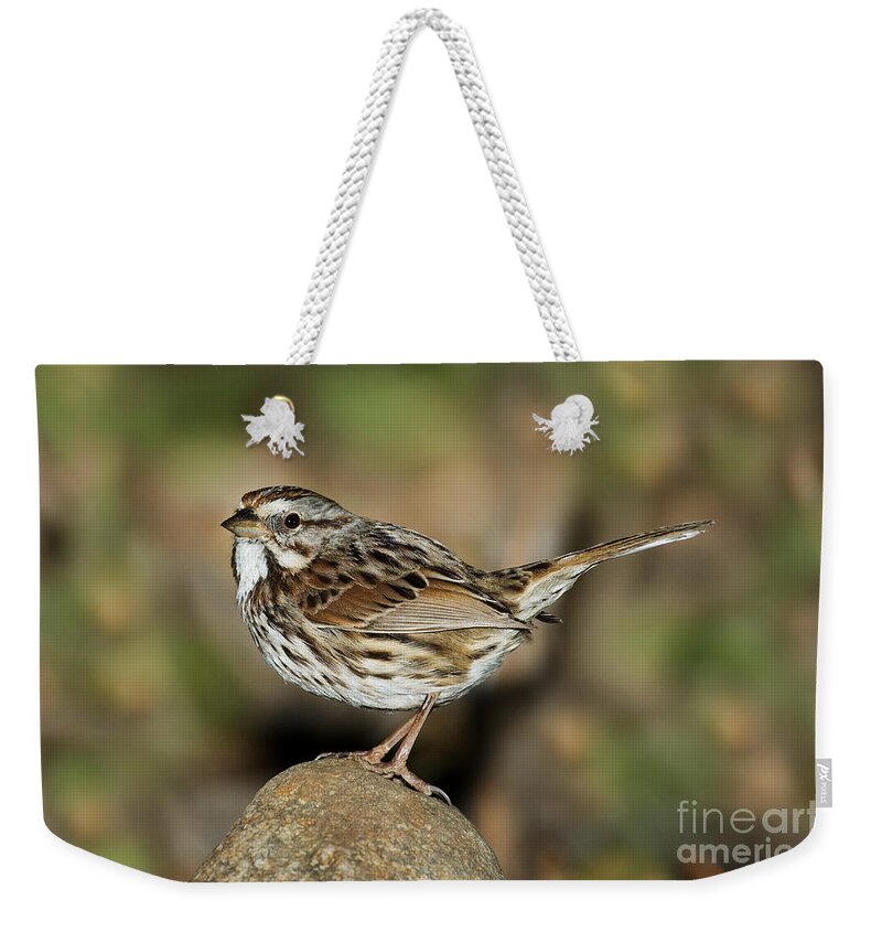 Song Sparrow Weekender Tote Bag featuring the photograph Song Sparrow by Anthony Mercieca