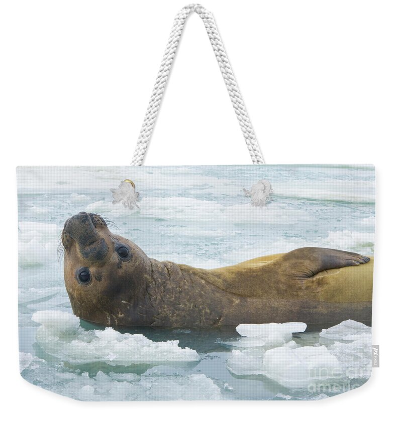00345893 Weekender Tote Bag featuring the photograph Southern Elephant Seal Reclining by Yva Momatiuk John Eastcott