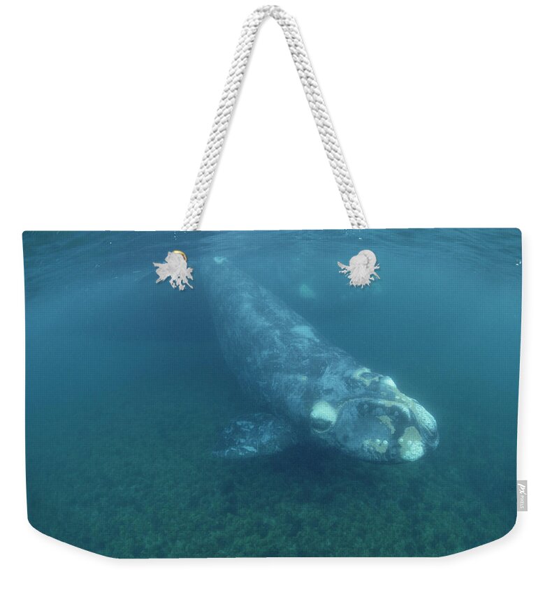 Feb0514 Weekender Tote Bag featuring the photograph Southern Right Whale And Calf Peninsula by Flip Nicklin
