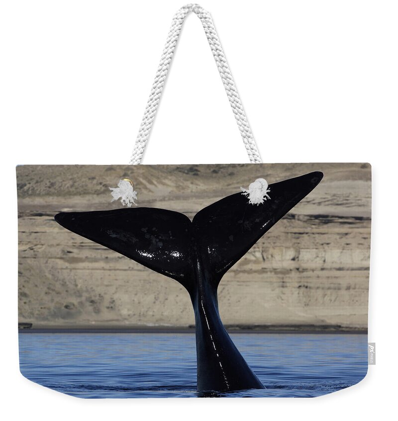 Feb0514 Weekender Tote Bag featuring the photograph Southern Right Whale Tail Valdes by Hiroya Minakuchi