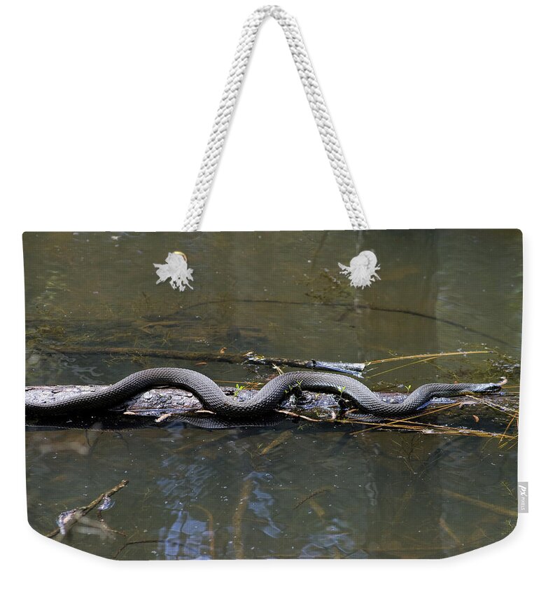 Nerodia Fasciata Weekender Tote Bag featuring the photograph Southern Water Snake - Nerodia fasciata by Kathy Clark