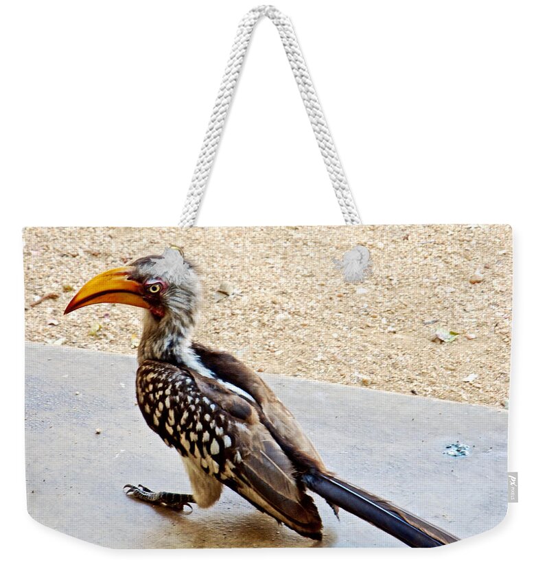 Southern Yellow-billed Hornbill In Kruger National Park-south Africa- In Kruger National Park Weekender Tote Bag featuring the photograph Southern Yellow-billed Hornbill in Kruger National Park-South Africa by Ruth Hager
