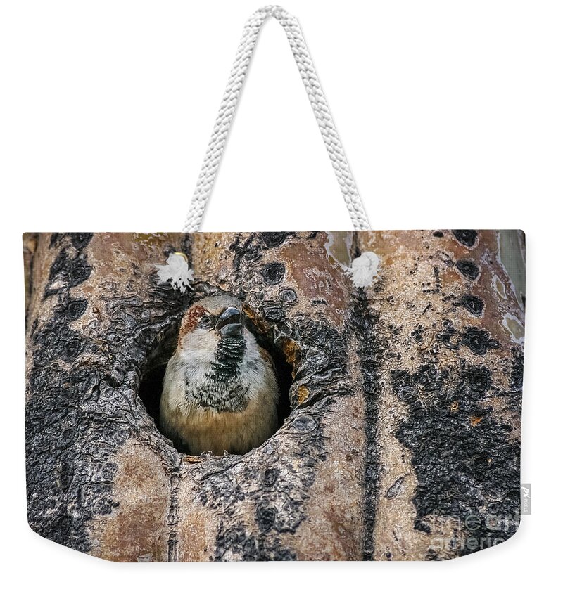 Al Andersen Weekender Tote Bag featuring the photograph Sparrow In Saguaro by Al Andersen