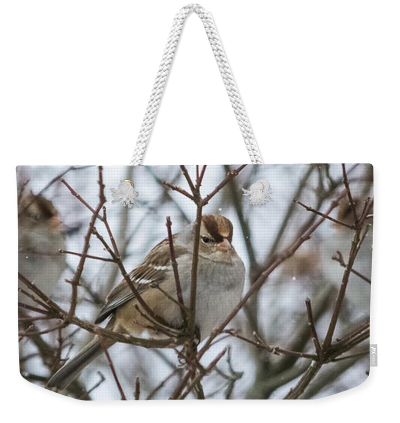 Sparrow Weekender Tote Bag featuring the photograph Sparrows in the Winter by Holden The Moment