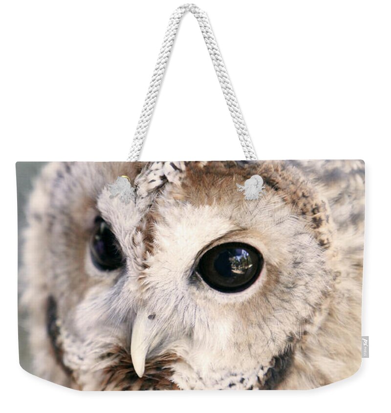 Owl Weekender Tote Bag featuring the photograph Spotted Owl by Shoal Hollingsworth