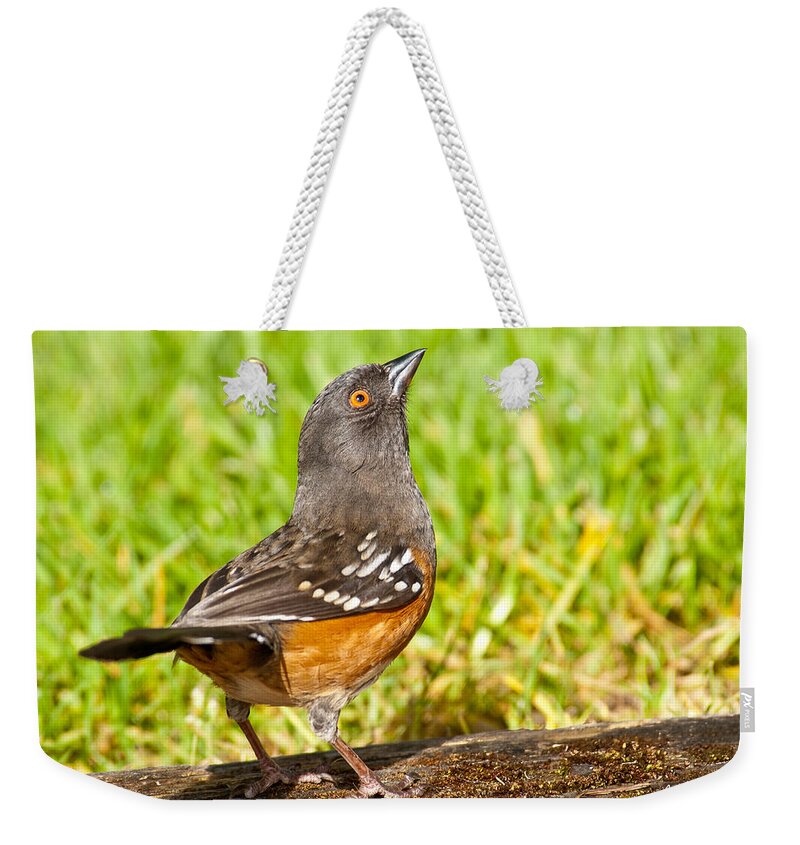 Animal Weekender Tote Bag featuring the photograph Spotted Towhee Looking Up by Jeff Goulden