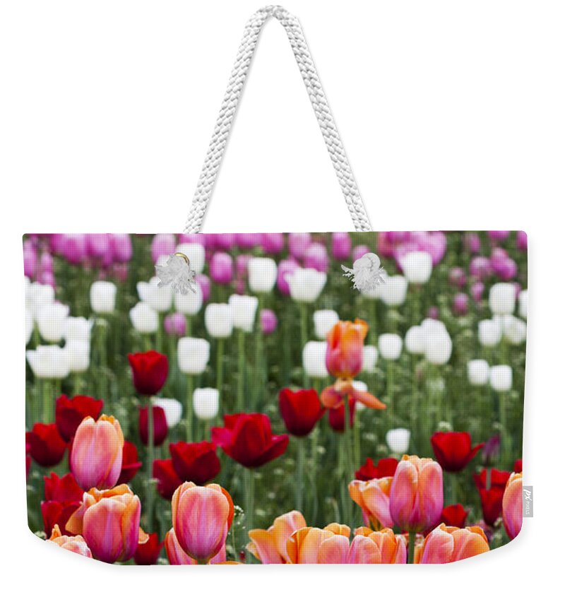 Tulips Weekender Tote Bag featuring the photograph Tulip Rainbow by Patty Colabuono