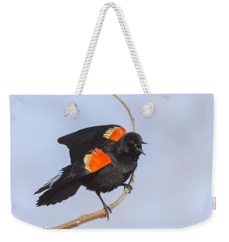 Animal Weekender Tote Bag featuring the photograph Spring is here by Mircea Costina Photography