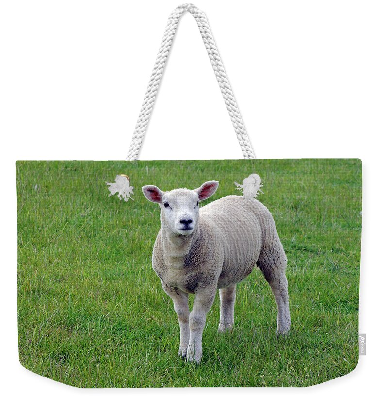 Lamb Weekender Tote Bag featuring the photograph Spring Lamb by Tony Murtagh