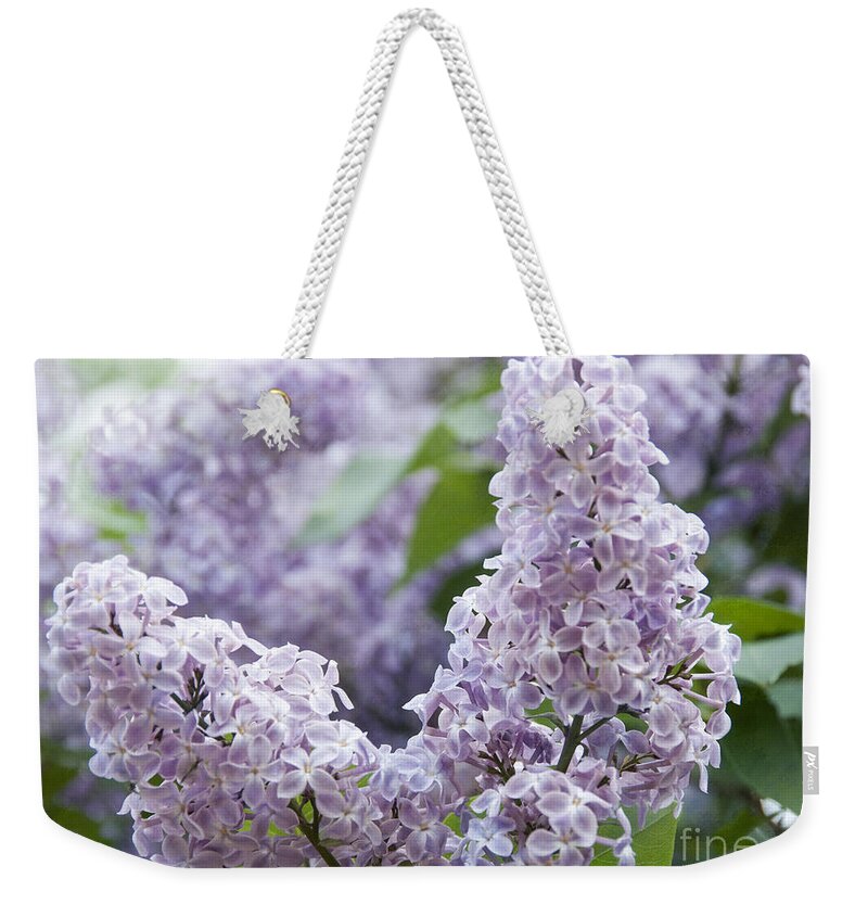 Blooming Common Lilac Weekender Tote Bag featuring the photograph Spring Lilacs in Bloom by Juli Scalzi
