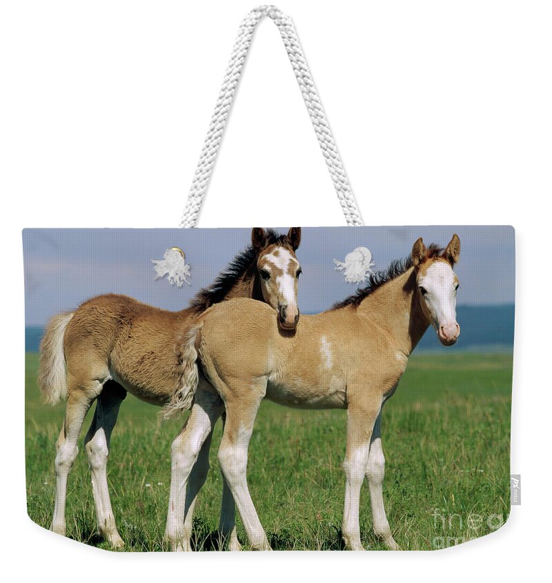 00340173 Weekender Tote Bag featuring the photograph Spring Mustang Foals by Yva Momatiuk John Eastcott