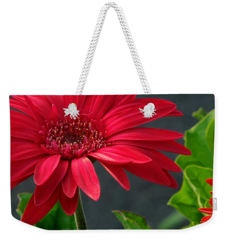 Daisy Weekender Tote Bag featuring the photograph Spring Red by Pete Trenholm