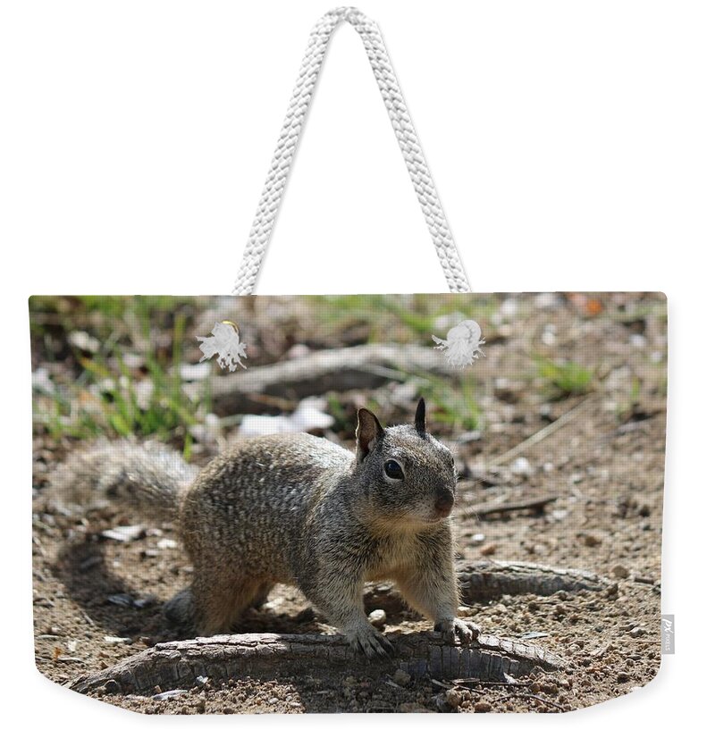 Ground Weekender Tote Bag featuring the photograph Squirrel Play by Christy Pooschke