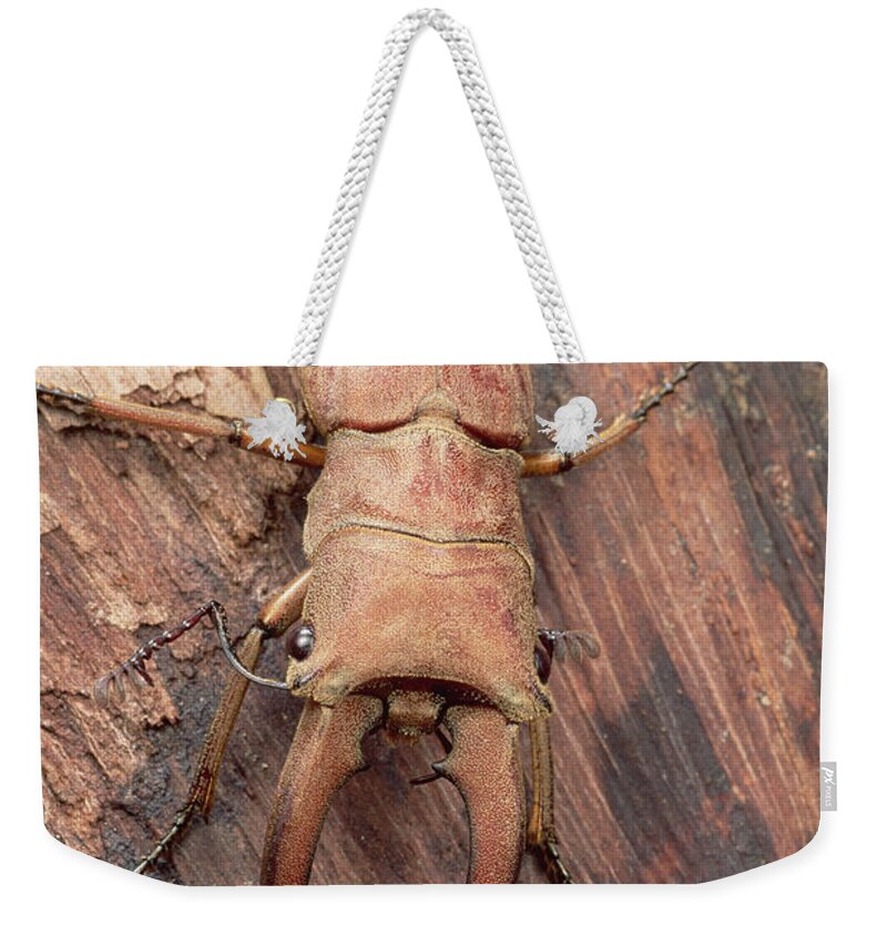Feb0514 Weekender Tote Bag featuring the photograph Stag Beetle Sarawak Borneo by Mark Moffett