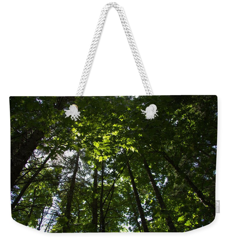 Arbor Weekender Tote Bag featuring the photograph Stand Of Friends by Kathy Bassett
