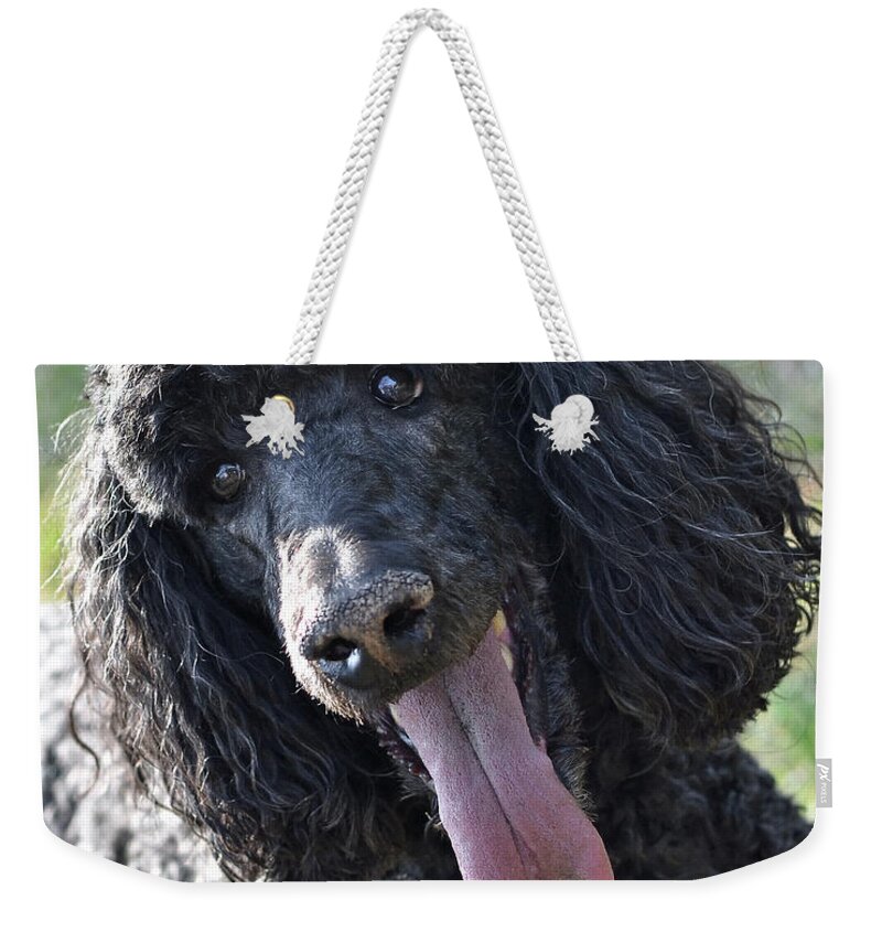 Standard Poodle Weekender Tote Bag featuring the photograph Standard Poodle by Lisa Phillips