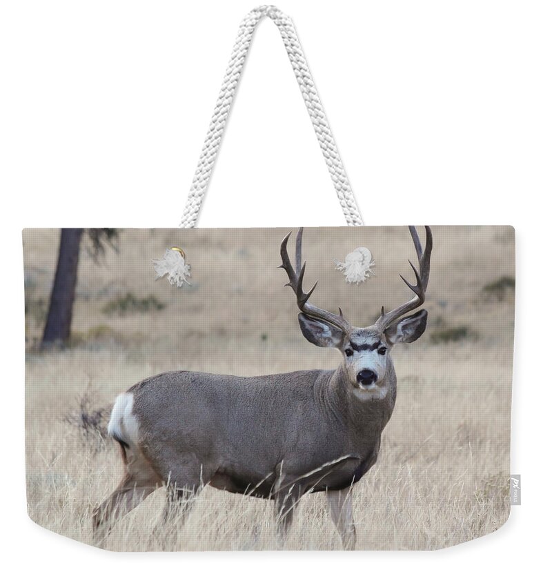 Mule Deer Weekender Tote Bag featuring the photograph Standing Proud by Shane Bechler