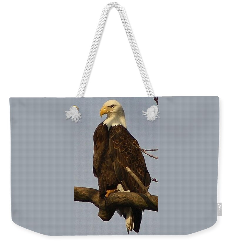 Bird Weekender Tote Bag featuring the photograph Standing Watch by Bruce Bley