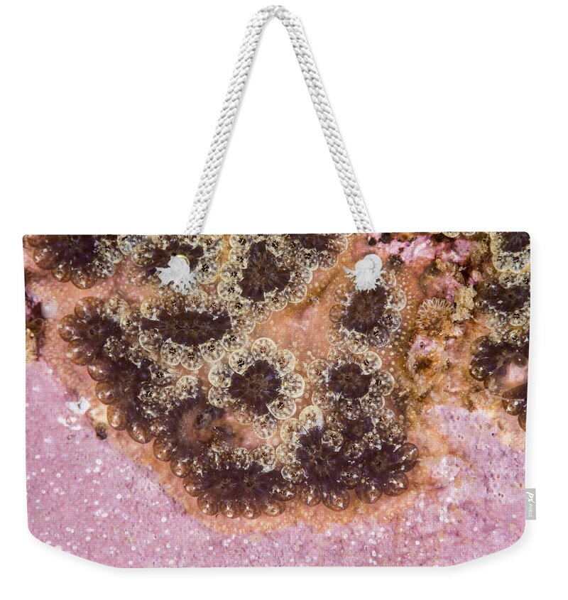 Star Tunicate Weekender Tote Bag featuring the photograph Star Tunicate by Andrew J. Martinez