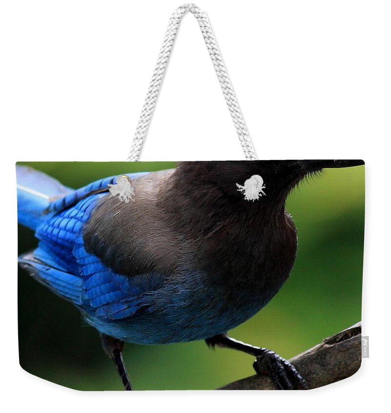 Bird Weekender Tote Bag featuring the photograph Stellers Jay by Wingsdomain Art and Photography
