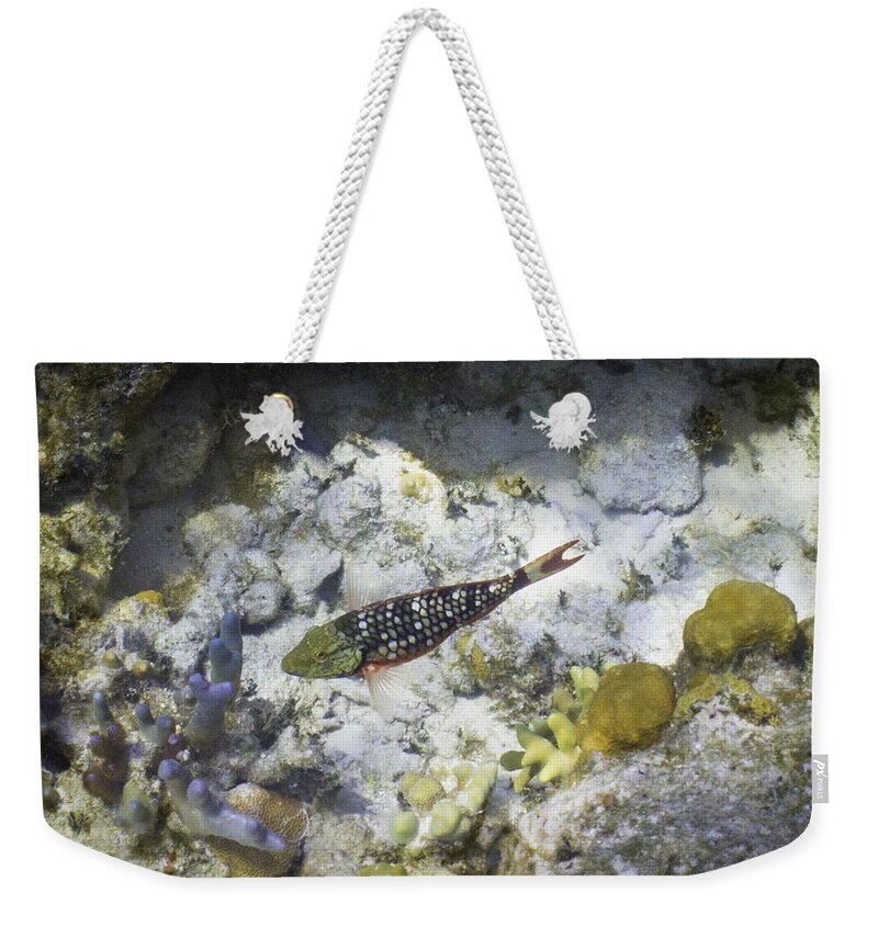 Fish Weekender Tote Bag featuring the photograph Stop Look and Listen by Lynne Browne