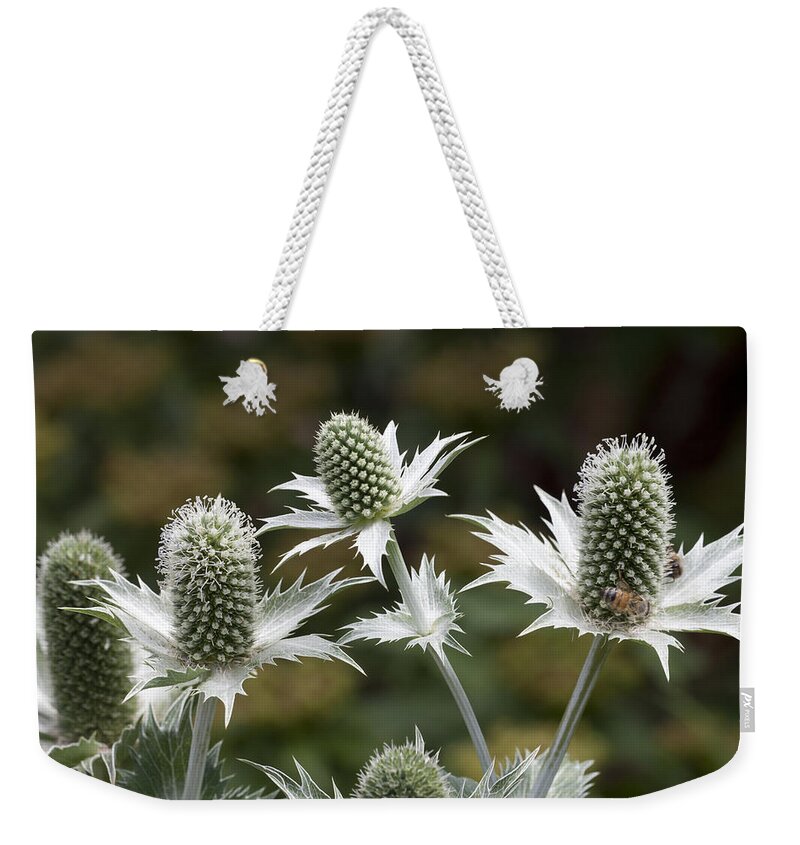 Apis Mellifera Weekender Tote Bag featuring the photograph Stout Eryngo by Hal Horwitz