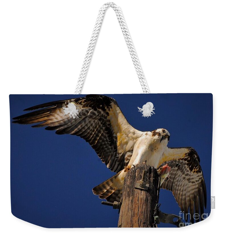 Osprey Weekender Tote Bag featuring the photograph Stretch by Quinn Sedam