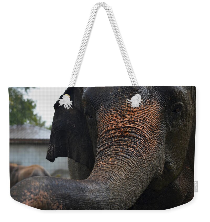 Elephant And Black Weekender Tote Bag featuring the photograph Stretching Out by Maggy Marsh